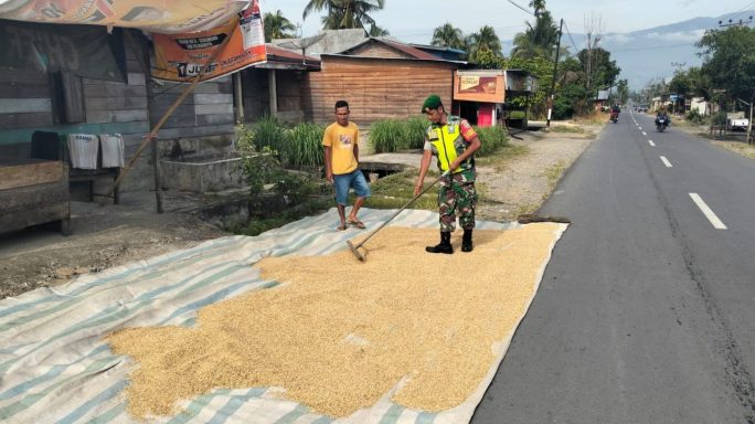 Sambangi Warga Desa Binaan Babinsa Turut Bantu Menjemur Padi