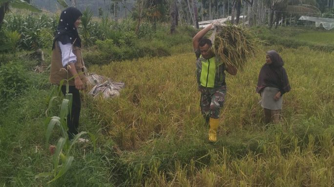 Pasca Panen Babinsa Posramil Leuser Bantu Petani Rontok Padi