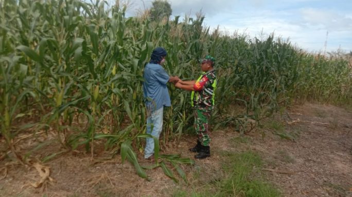 Pastikan Tanaman Tetap Bagus, Babinsa Lakukan Pendampingan