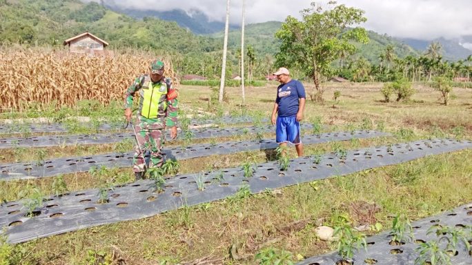 Babinsa Laksanakan Pendampingan Kepada Petani Semprot Tanaman Cabe