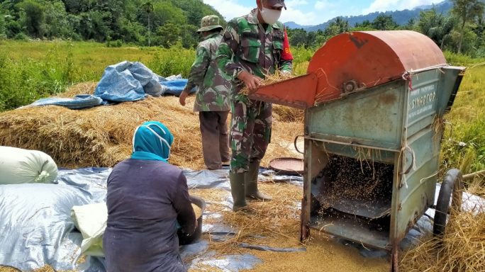 Babinsa Bantu Petani Laksanakan Perontokan Padi di Desa Krung Alem