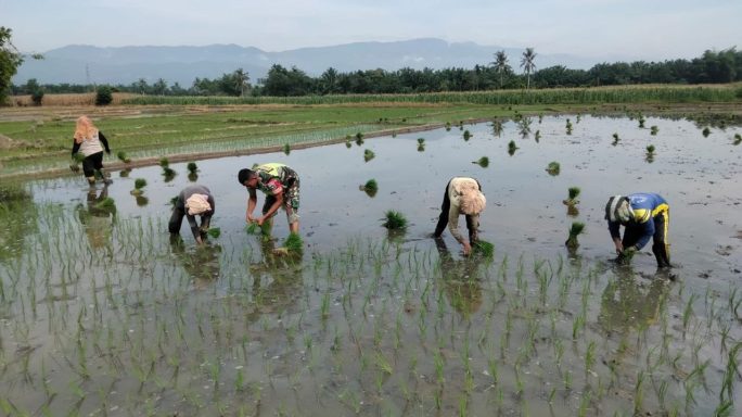 Wujudkan TNI Manunggal, Babinsa Bantu Petani Tanam Padi