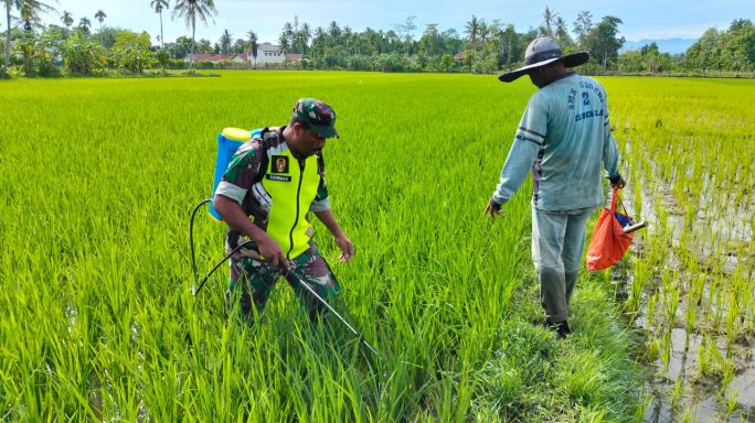 Babinsa Koramil 09/Mutiara, Kodim 0102/Pidie Bantu Petani Semprot Tanaman Padi, Dukung Upaya Ketahanan Pangan di Desa Balee Busu