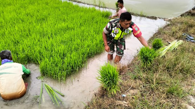 Babinsa Koramil 04/Bdh Bantu Petani Cabut Benih Padi Siap Tanam