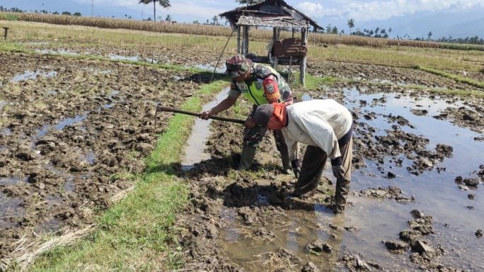 Dukung Swasembada Pangan dan Percepat Masa Tanam Babinsa Bantu Bersihkan Bedeng Sawah