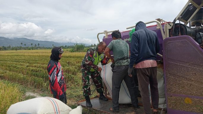 Rutin Laksanakan Pendampingan Babinsa Bantu Panen Padi Petani