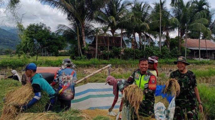 Bentuk Kepedulian Kepada Warga Desa Binaan, Babinsa Bantu Petani Rontok Padi
