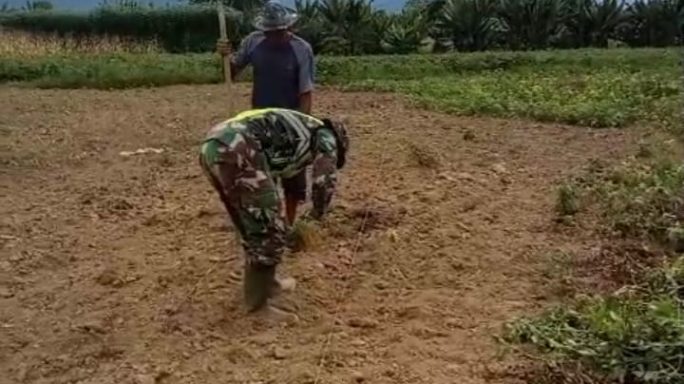 Babinsa Koramil 05/Tamiang Hulu Dampingi Petani Tanami Jagung