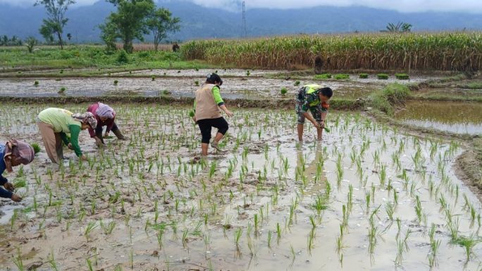 Wujud Kedekatan Babinsa Bantu Warga Binaan Tanam Padi