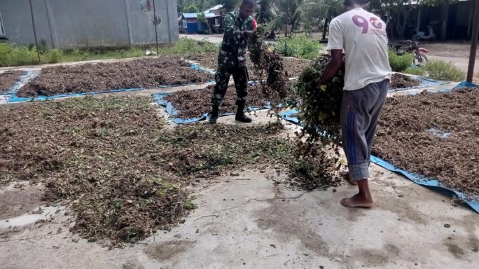 Babinsa Bantu Jemur Daun Nilam, Wujud Nyata Kepedulian TNI untuk Petani Aceh Selatan