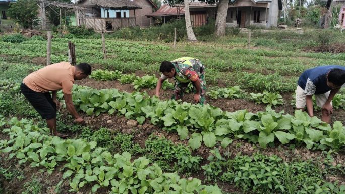 Babinsa Bantu Warga Rawat Tanaman Sayur Sawi Hijau