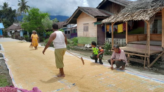 Wujud Pendampingan Babinsa Bantu Jemur Padi