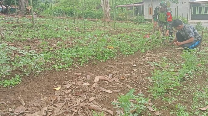 BABINSA BANTU PETANI DALAM PERAWATAN TANAMAN TOMAT di DESA BINAAN
