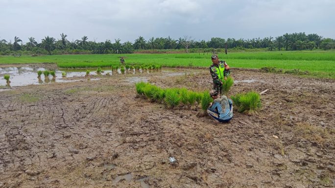 Babinsa Serda Budi Utomo Bantu Angkut Bibit Padi Yang Siap Tanam