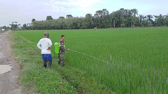Babinsa Koramil 06/Manyak Payed Dampingi Petani Lakukan Penyemprotan Tanaman Padi