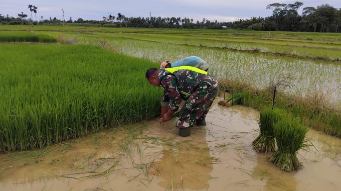 Dukungan TNI Untuk Ketahanan Pangan, Babinsa Dampingi Pencabutan Bibit Padi