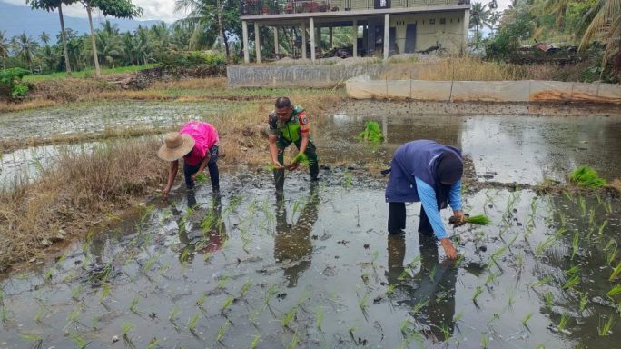 Dukung Dan Sukseskan Swasembada Pangan Babinsa Bantu Petani Tanam Padi