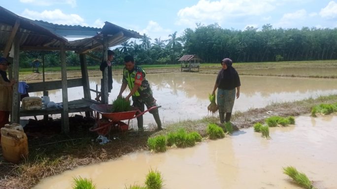 Bibit Padi Siap Pindah Tanam, Babinsa Koramil 07/Kejuruan Muda Turun Kesawah Bantu Petani