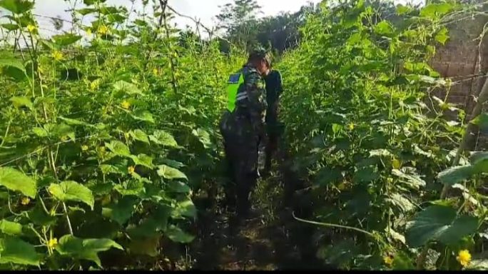 Pendampingan Petani Timun, Babinsa Koramil 05/Tamiang Hulu Sekaligus Beri Arahan Dan Motivasi
