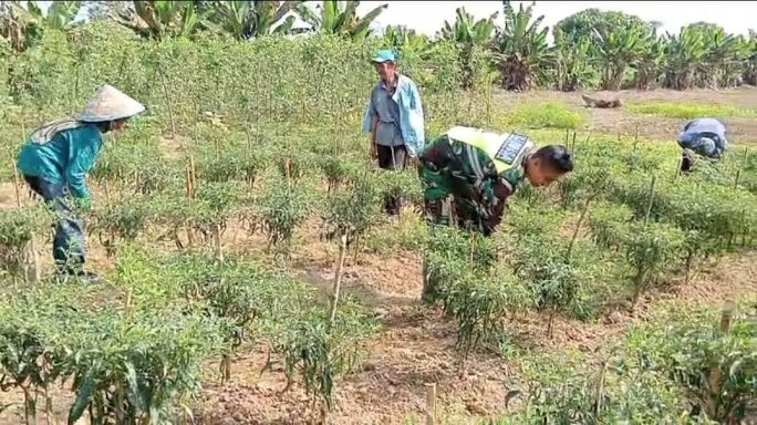 Dampingi Poktan Babinsa Lakukan Perawatan Pada Tanaman Cabai