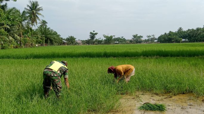 Kendalikan Gulma Tanaman Padi, Babinsa Bantu Petani Melakukan Penyiangan