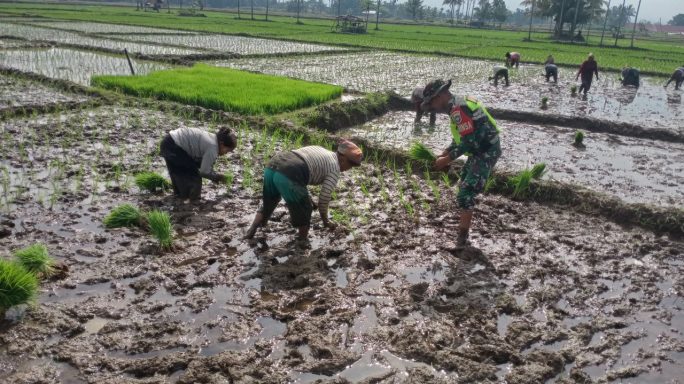Babinsa Laksanakan Pendampingan Penanaman Padi Kepada Petani