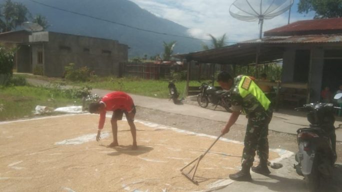 Wujud Pendampingan Ke Petani Babinsa Bantu Jemur Padi