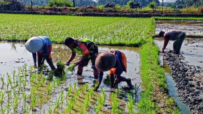 Babinsa Turun Sawah, TNI-Tani Bersinergi Wujudkan Ketahanan Pangan di Pidie