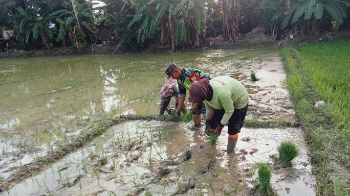 Babinsa Koramil 04/Bendahara Tanam Padi Bersama Petani Desa Binaan