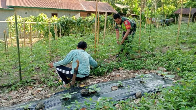 Babinsa Laksanakan Pendampingan dan Perawatan Kepada Petani Tomat
