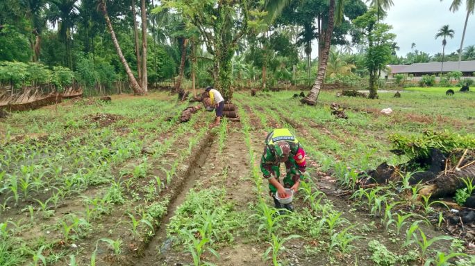 Aksi Nyata Dukung Ketahan Pangan, Babinsa Koramil 07/KS Bantu Petani Lakukan Pemupukan Lahan Jagung