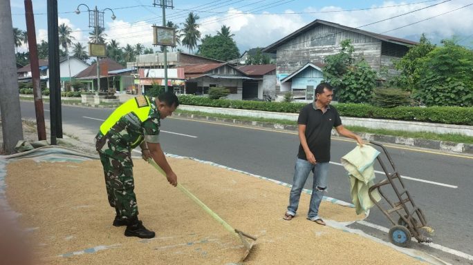 Wujud Pendampingan Ke Petani Babinsa Bantu Jemur Padi Usai Panen