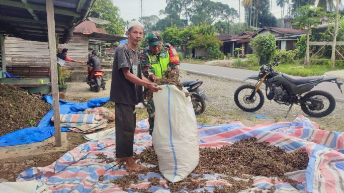 Tingkatkan Kesejahteraan Warga Masyarakat, Babinsa Bantu Warga Jemur Nilam