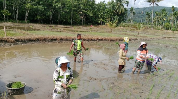 Babinsa Turun Ke Sawah Bantu Petani Siapkan Lahan Pembibitan Padi