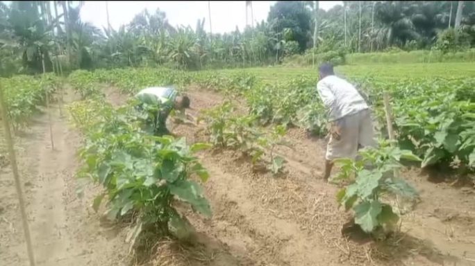 Babinsa Koramil 05/Thu Lakukan Pembersihan Rumput Liar Di Kebun Terong