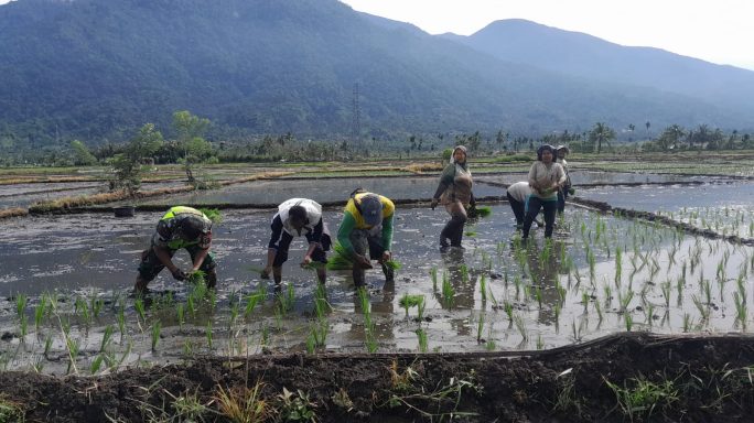 Babinsa Koramil 0108-07/Semada Laksanakan Pendampingan Kepada Petani Tanam Padi, di Desa Binaan