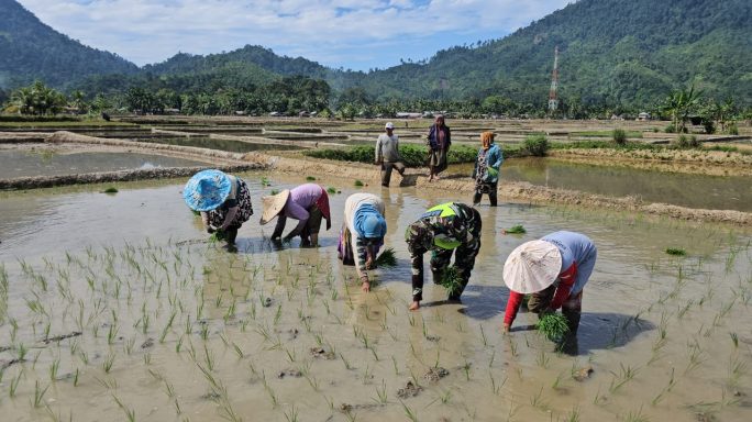 Babinsa Koramil 13/Kluet Timur Hadir di Tengah Warga, Bantu Petani Tanam Padi di Sawah
