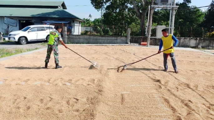Wujud Pendampingan Ke Petani Babinsa Bantu Jemur Padi
