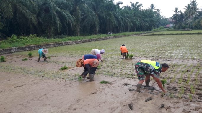 Wujudkan TNI Manunggal, Babinsa Bantu Petani Tanam Padi