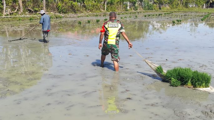 Dukung Ketahanan Pangan, Babinsa Indra Jaya Bantu Warga Tanam Padi