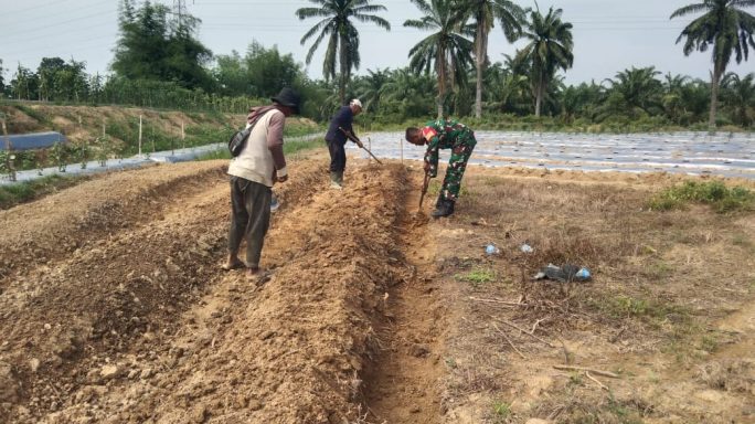 Babinsa Koramil 06/Manyak Payed Bantu Petani Cabai Dalam Pembuatan Bedeng