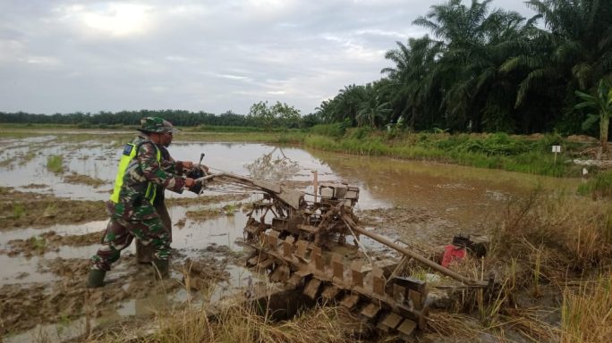 Babinsa Koramil 04/Bendahara Bantu Petani Bajak Sawah Dengan Traktor