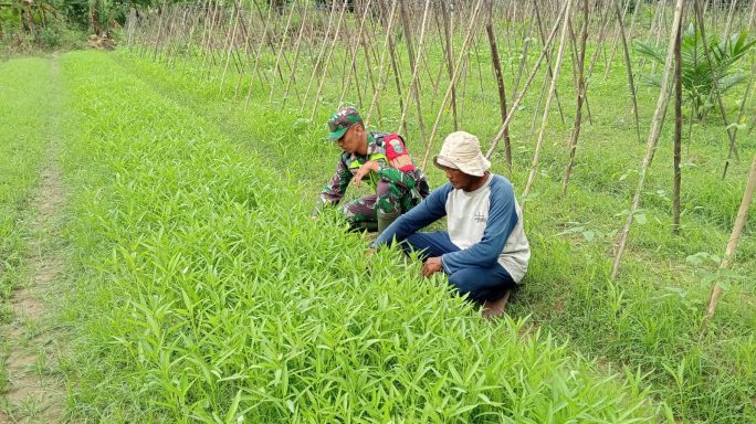 Dengan Hasil Yang Maksimal, Babinsa Dampingi Petani Panen Sayur Kangkung