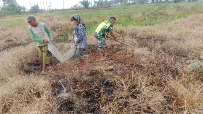Babinsa Turun Ke Sawah Bantu Siapkan Lahan Yang Akan Ditanami Petani
