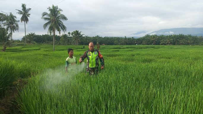 Babinsa Laksanakan Pendampingan Kepada Petani Penyemprotan Tanaman Padi di Desa Binaan