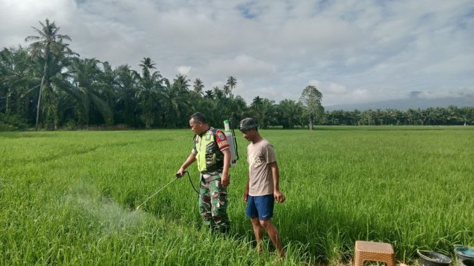 Rawat Tanaman Tetap Subur Babinsa Bantu Warga Semprot Hama Tanaman Padi