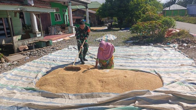Wujud Pendampingan ke Petani Babinsa Bantu Jemur Padi