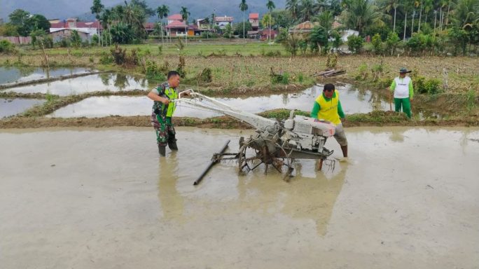 Maksimalkan Hanpangan, Babinsa Bantu Petani Bajak Sawah