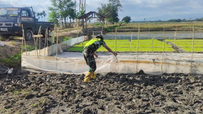 Rawat Bibit Padi Babinsa Bantu Petani Pasang Pagar