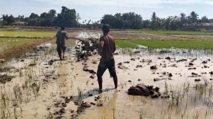 Dampingi Petani, Babinsa Bajak Sawah Milik Warga Binaan